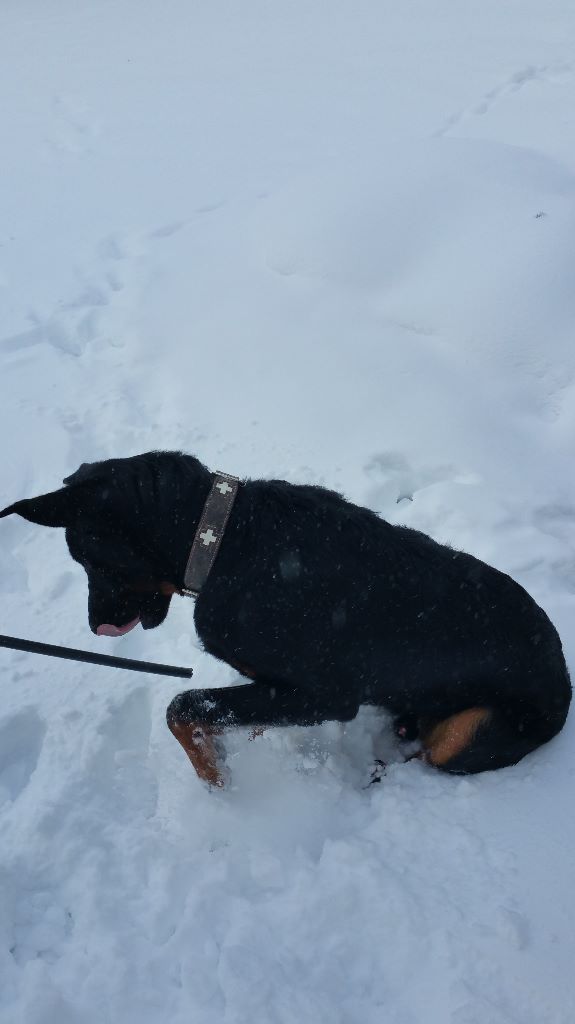 des Mille Pas de Loup - NEWTON découvre la neige!