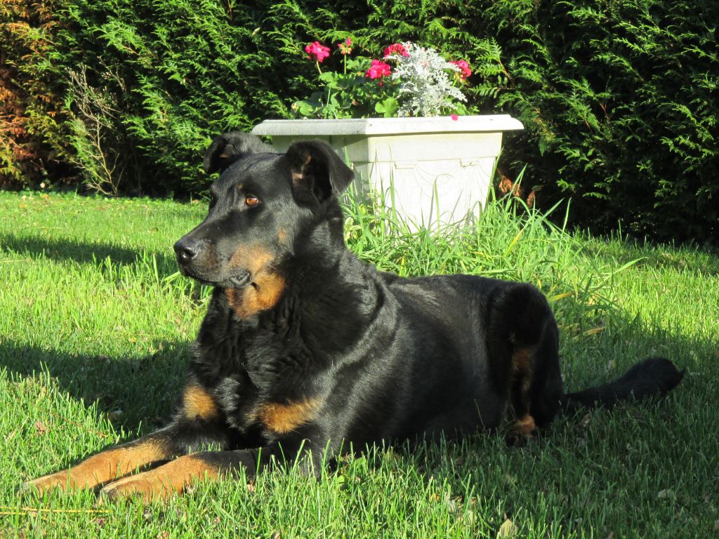 des Mille Pas de Loup - Prochains petits beaucerons