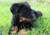  - Suberbe petite beauceronne disponible