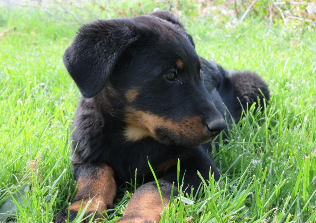 des Mille Pas de Loup - Suberbe petite beauceronne disponible