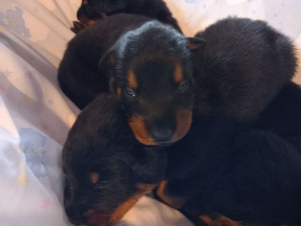 des Mille Pas de Loup - Chiot disponible  - Berger de Beauce