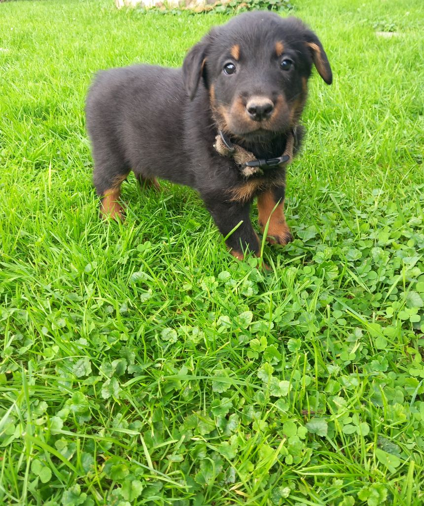 des Mille Pas de Loup - Chiot disponible  - Berger de Beauce