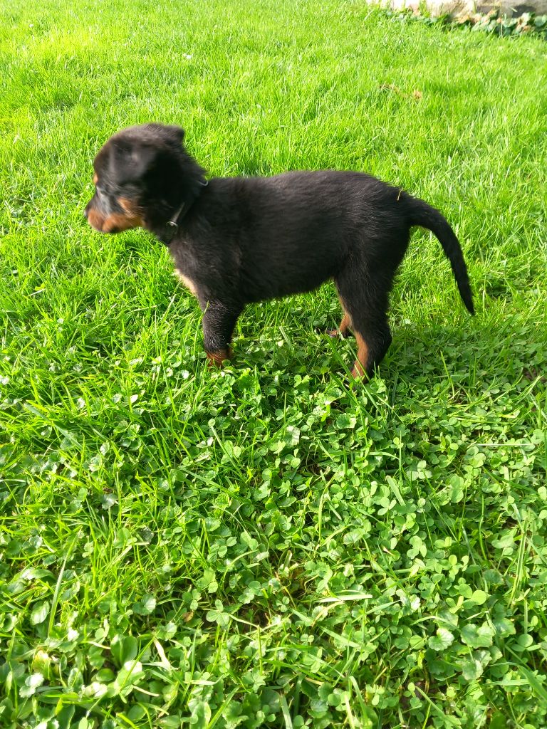 des Mille Pas de Loup - Chiot disponible  - Berger de Beauce