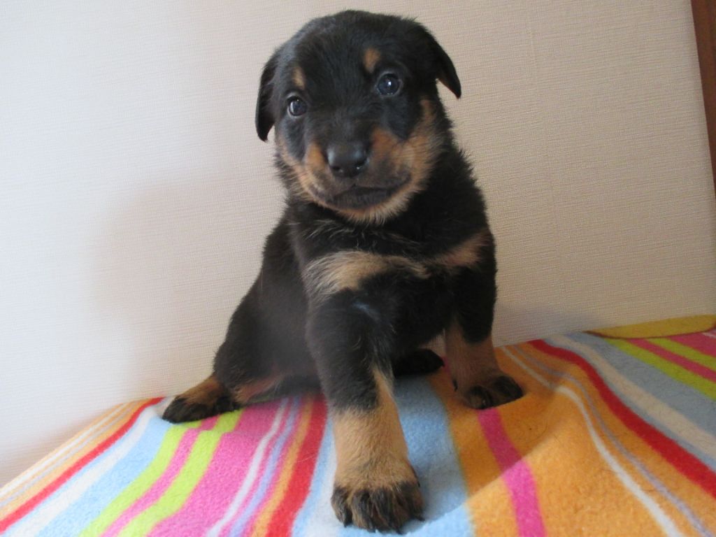 chiot Berger de Beauce des Mille Pas de Loup