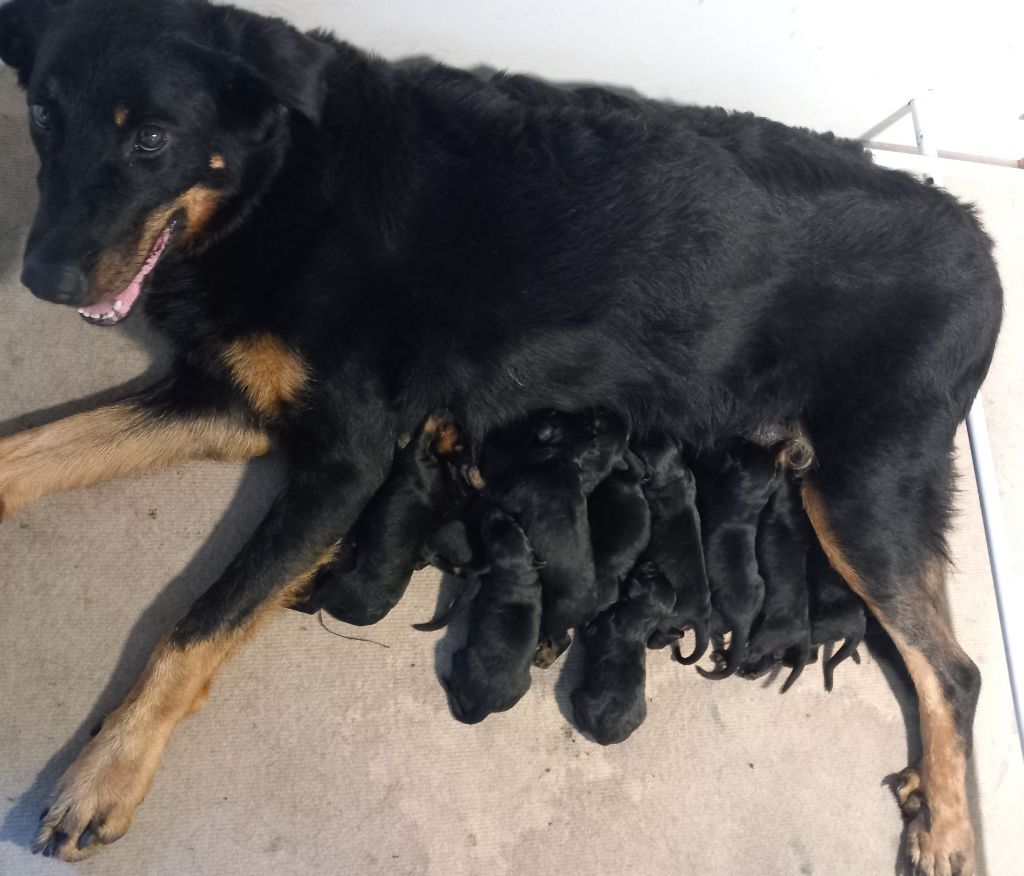 chiot Berger de Beauce des Mille Pas de Loup