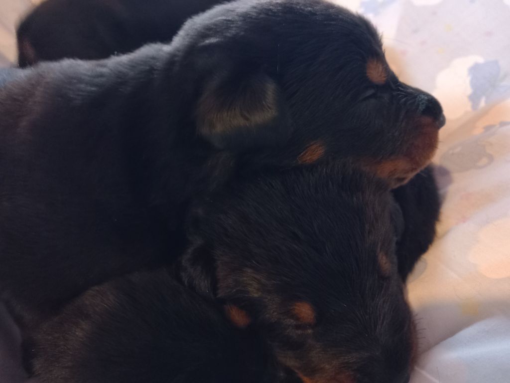 des Mille Pas de Loup - Chiot disponible  - Berger de Beauce