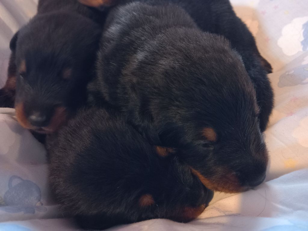 des Mille Pas de Loup - Chiot disponible  - Berger de Beauce