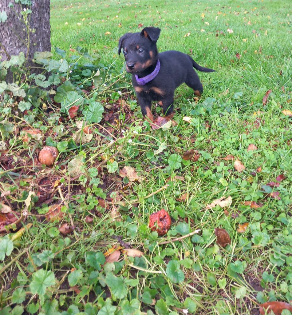 des Mille Pas de Loup - Chiot disponible  - Berger de Beauce