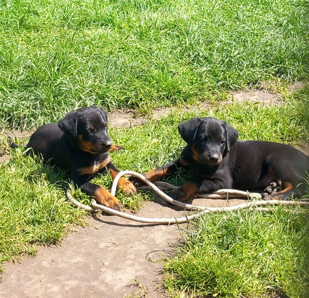 chiot Berger de Beauce des Mille Pas de Loup