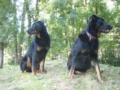 des Mille Pas de Loup - PROCHAINS BEBES