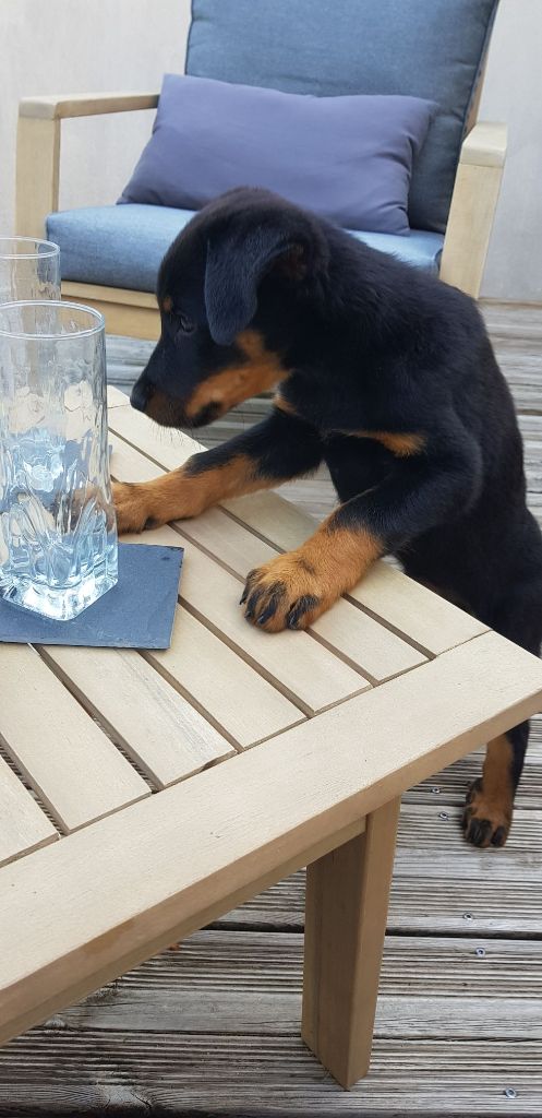 des Mille Pas de Loup - APPY...elle s'intéresse à tout!