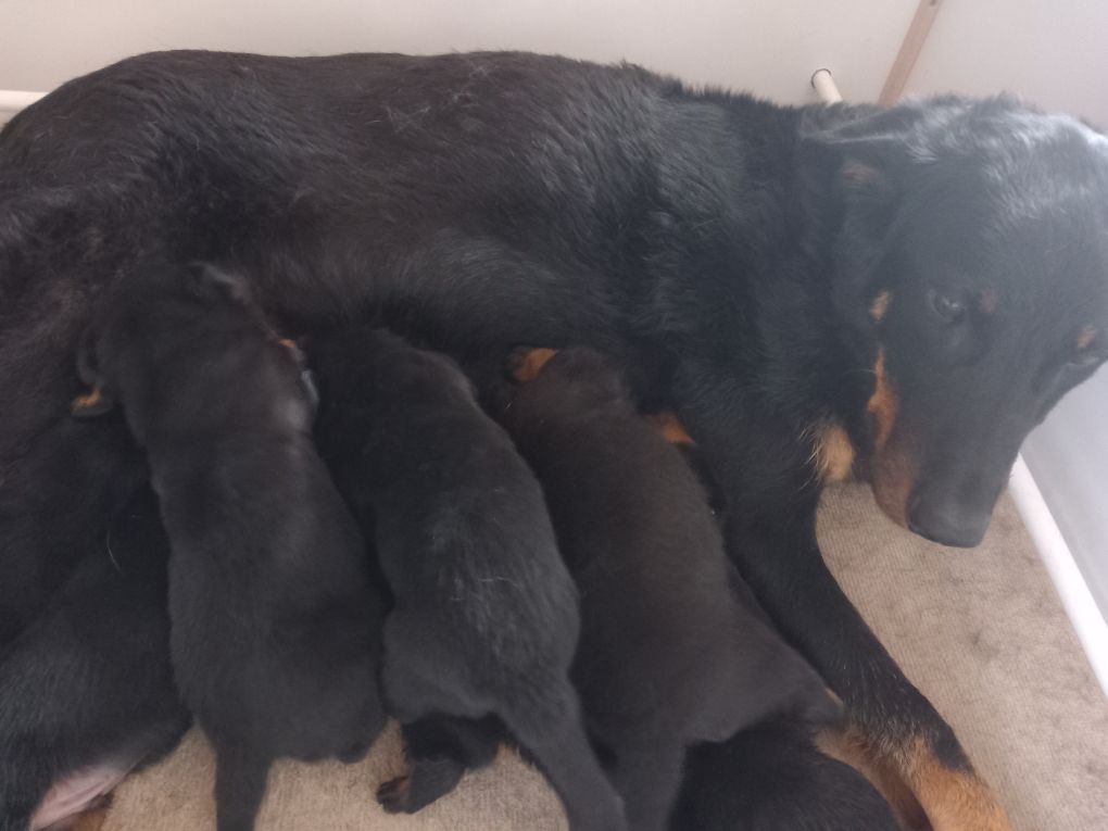 des Mille Pas de Loup - 3 semaines...déjà 2.5 kg!