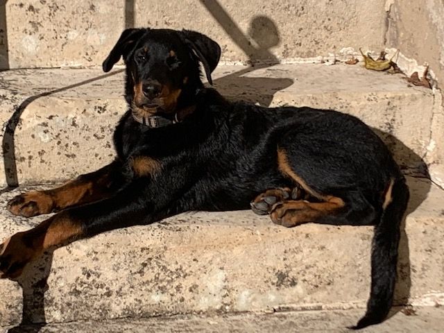 des Mille Pas de Loup - SINBAD...déjà bien costaud et de garde à seulement 4 mois!