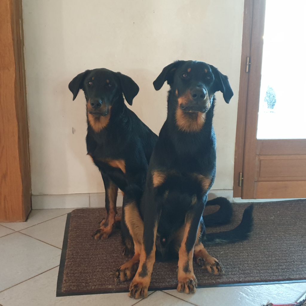 des Mille Pas de Loup - USKO et USKY, 6 mois