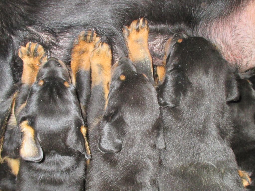 des Mille Pas de Loup - Les bébés sont déjà assez grands et costauds pour téter debout...