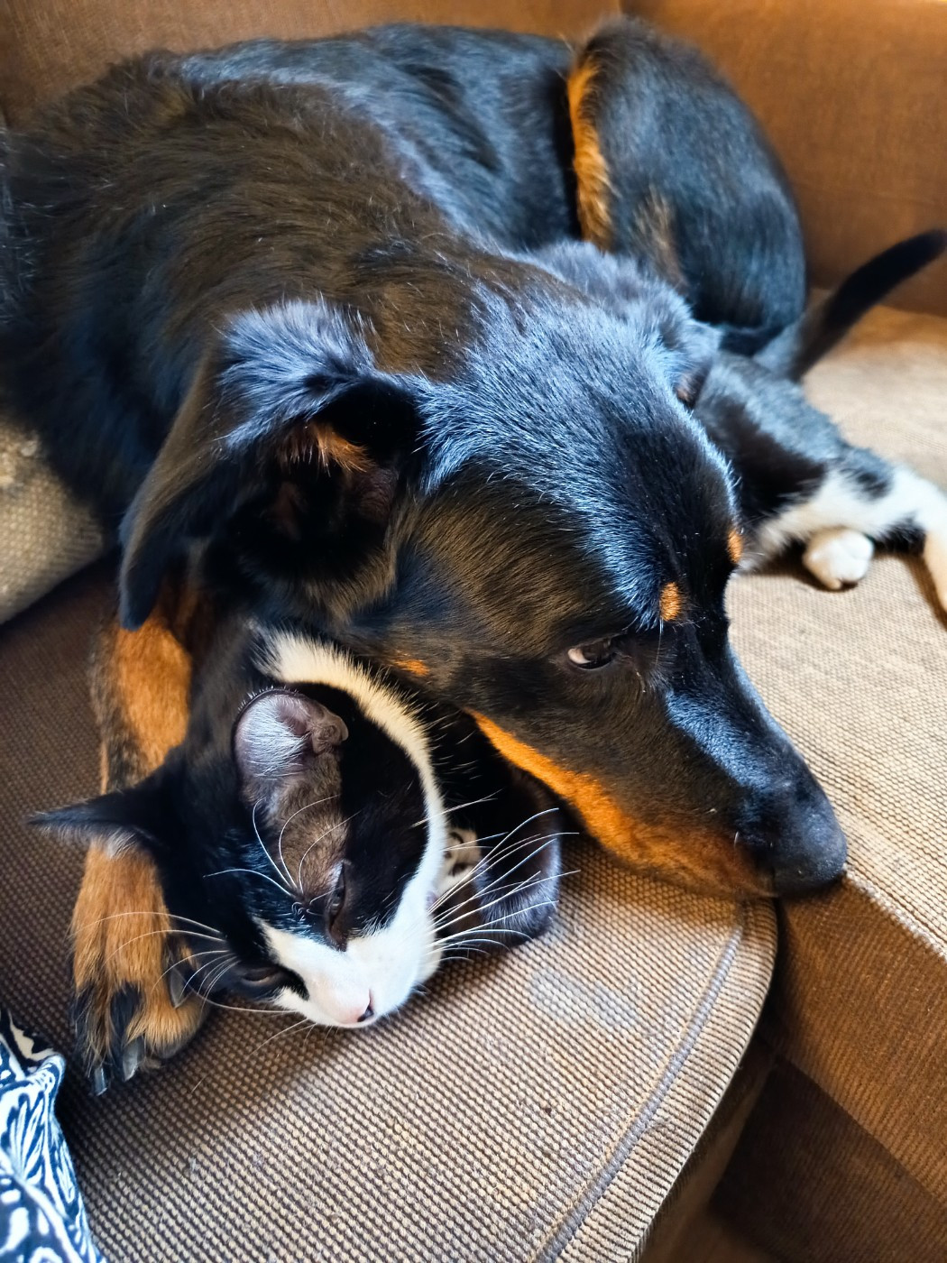 des Mille Pas de Loup - Des nouvelles de VICKIE