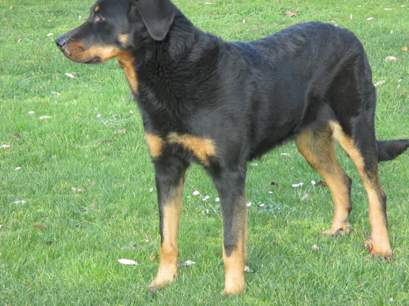 des Mille Pas de Loup - Prochaine portée