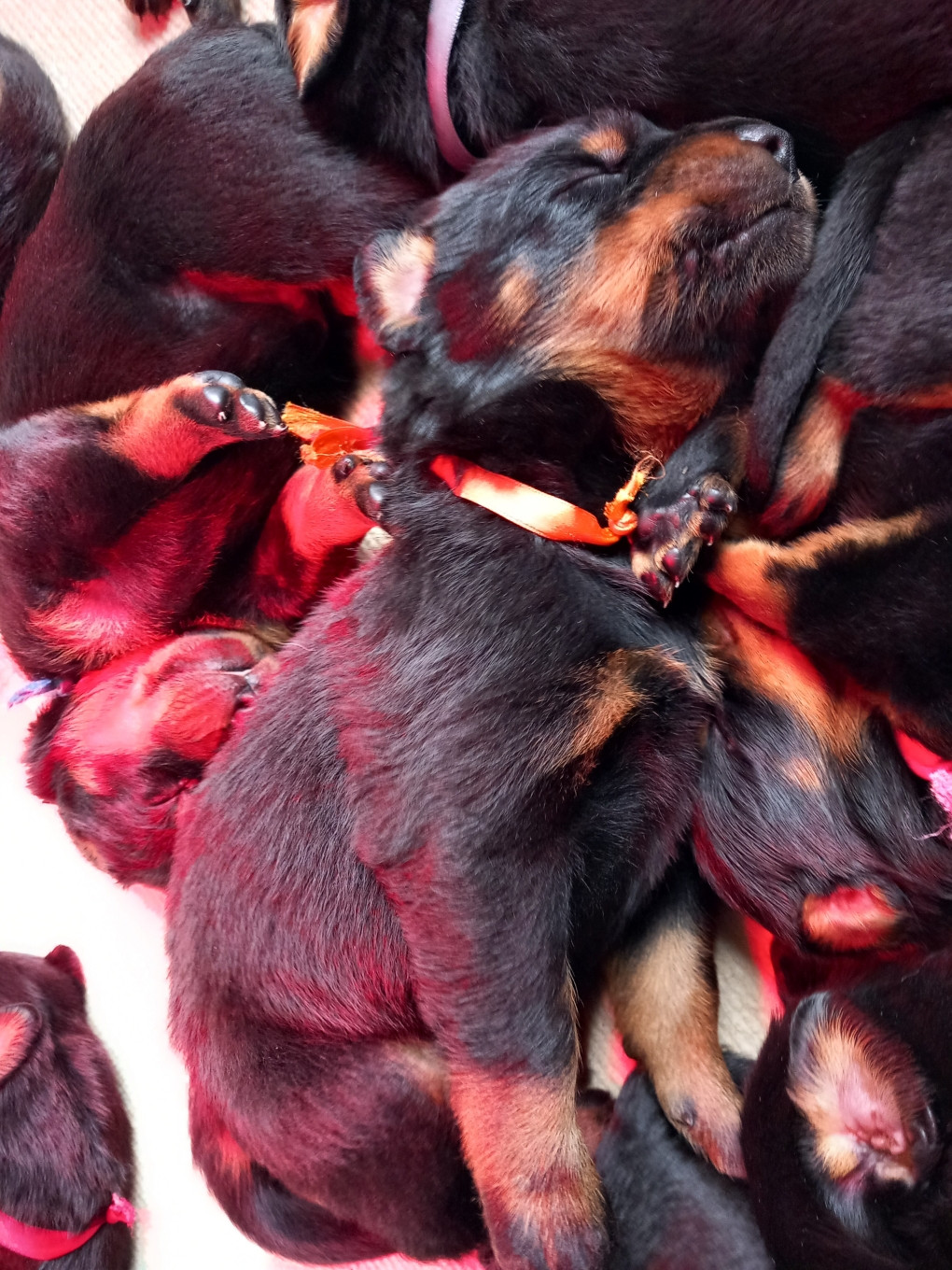 des Mille Pas de Loup - Petit beauceron deviendra grand...déjà trois semaines!