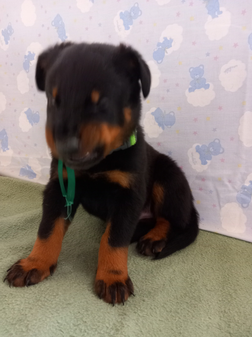 Champion de la grimace...