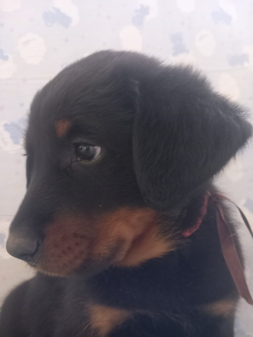 Gabarits exceptionnels pour les chiots de PLUME