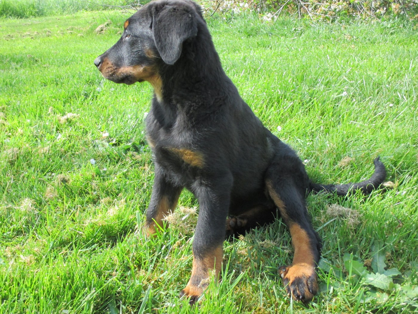 Superbe femelle de 3 mois disponible