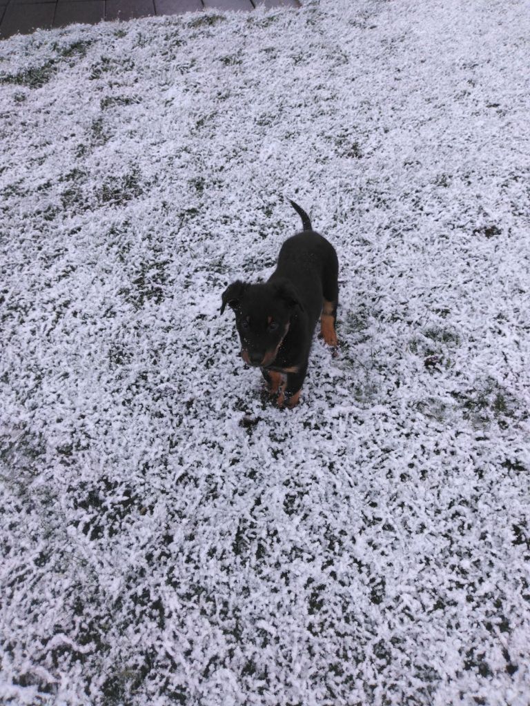 des Mille Pas de Loup - Des nouvelles de VIZIR...découverte de la neige