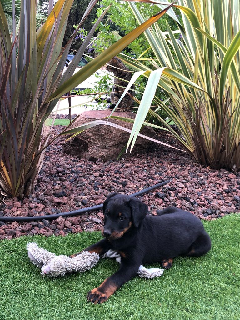 des Mille Pas de Loup - SOKO à la découverte de son nouveau jardin...
