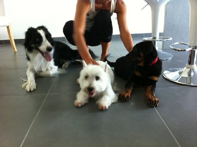 des Mille Pas de Loup - HADES et ses amis chiens...