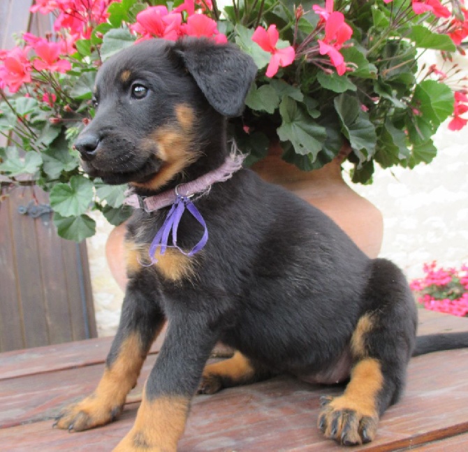 des Mille Pas de Loup - CHIOTS DISPOS