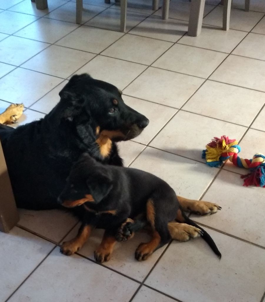 des Mille Pas de Loup - SAIKO...nouvelle maison et ...nouvelle maman!