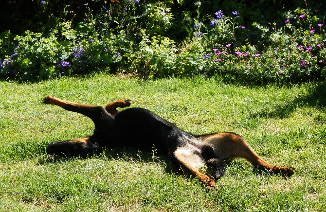 des Mille Pas de Loup - ILKA DES MILLE PAS DE LOUP..bientôt les vacances!!!!!!!!