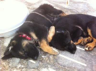 des Mille Pas de Loup - IANNAH et son petit copain...
