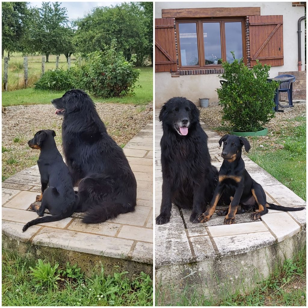 des Mille Pas de Loup - SKY et GHOST...côté pile et côté face...adorables!