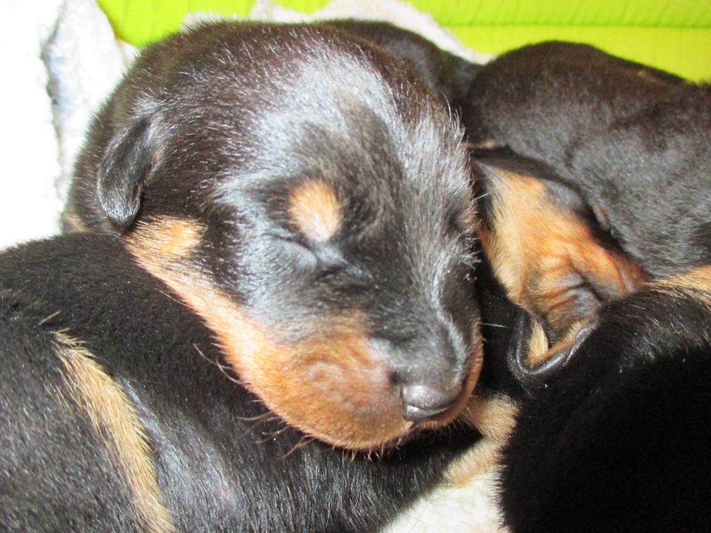 des Mille Pas de Loup - SUPERBES PETITS BEBES A RESERVER voir rubrique CHIOTS:futures portées