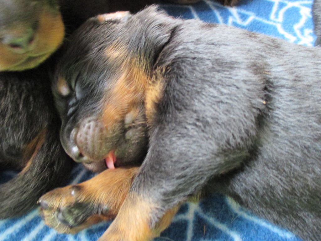 des Mille Pas de Loup - LES BEBES DE PLUME