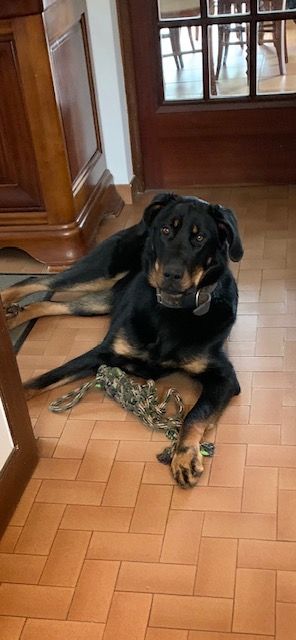 des Mille Pas de Loup - PAULA (LULU x MOUTON CADET) un an...43 kg!