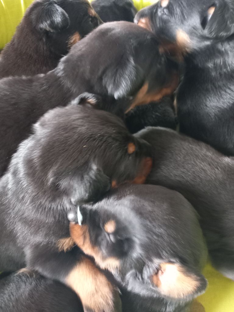 des Mille Pas de Loup - Les bébés de OASIS et de RUBEN grandissent bien