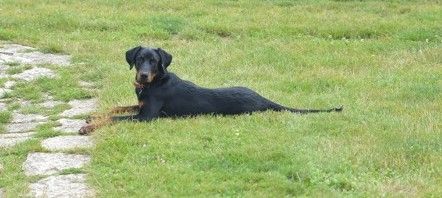 des Mille Pas de Loup - SISKA...5 mois et demi et déjà très belle mèmère!