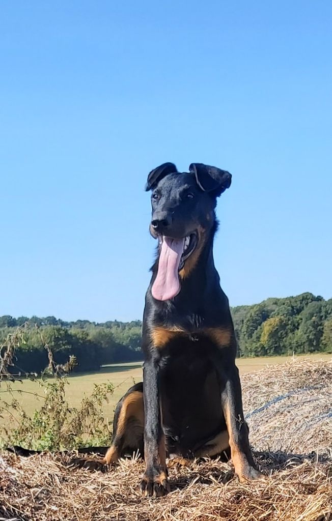 des Mille Pas de Loup - SKY pas encore 6 mois mais déjà magnifique!