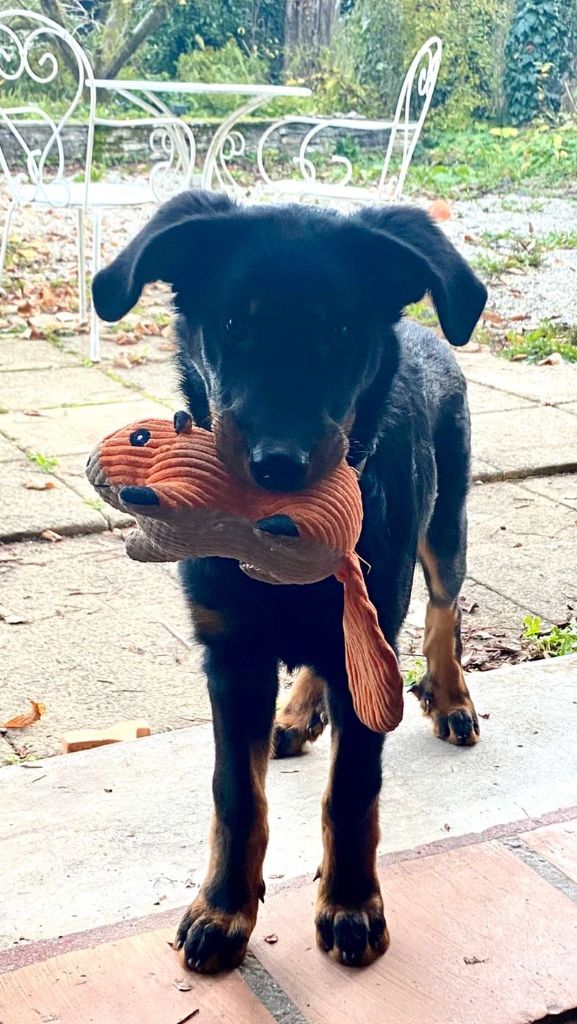 des Mille Pas de Loup - SILA...adorable!