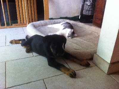 des Mille Pas de Loup - IANNAH:comme chien et chat!!!