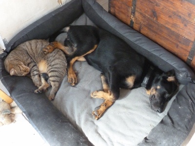 des Mille Pas de Loup - IANNAH:toujours comme chien et chat!!!