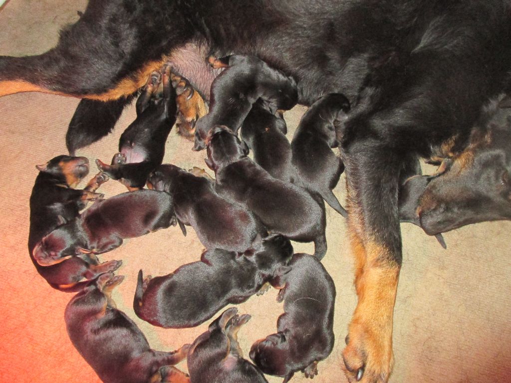 LES BEBES DE LULU et J'COUGARD