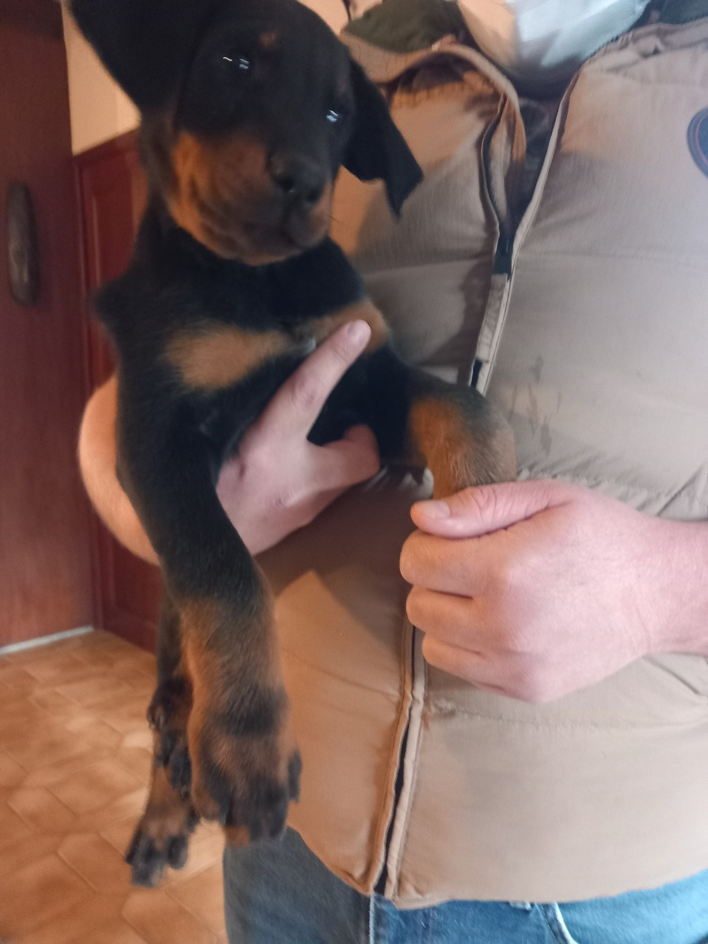 des Mille Pas de Loup - Chiots disponibles - Berger de Beauce