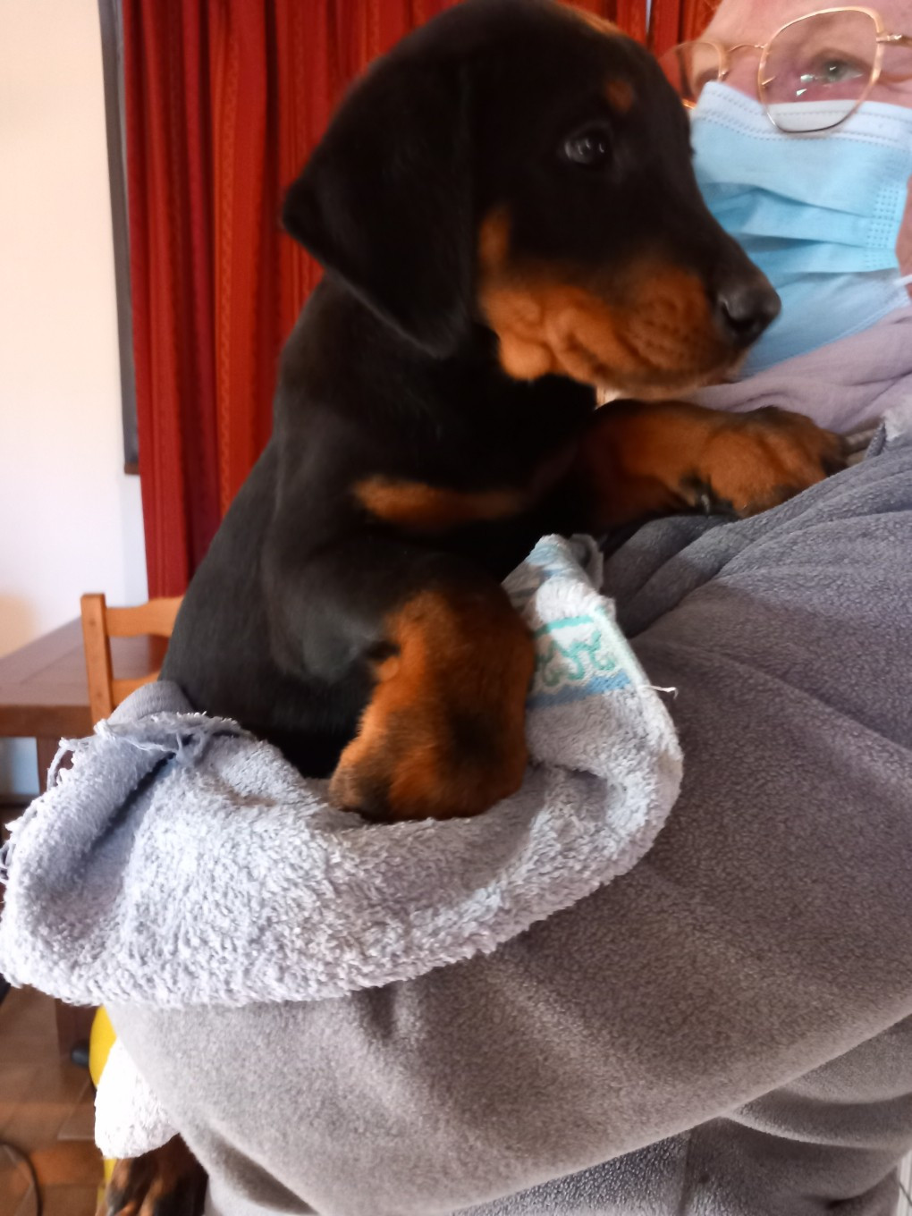 des Mille Pas de Loup - Chiots disponibles - Berger de Beauce