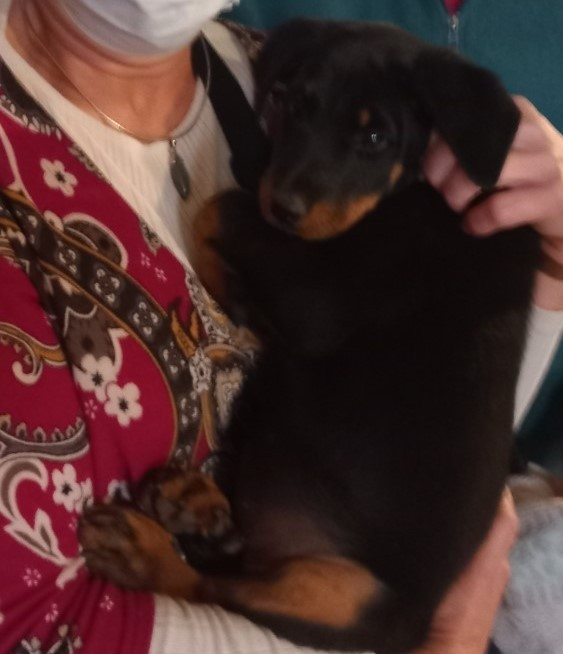 des Mille Pas de Loup - Chiots disponibles - Berger de Beauce