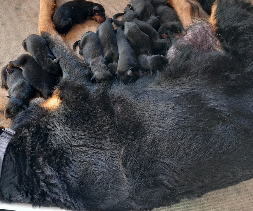 des Mille Pas de Loup - Chiots disponibles - Berger de Beauce