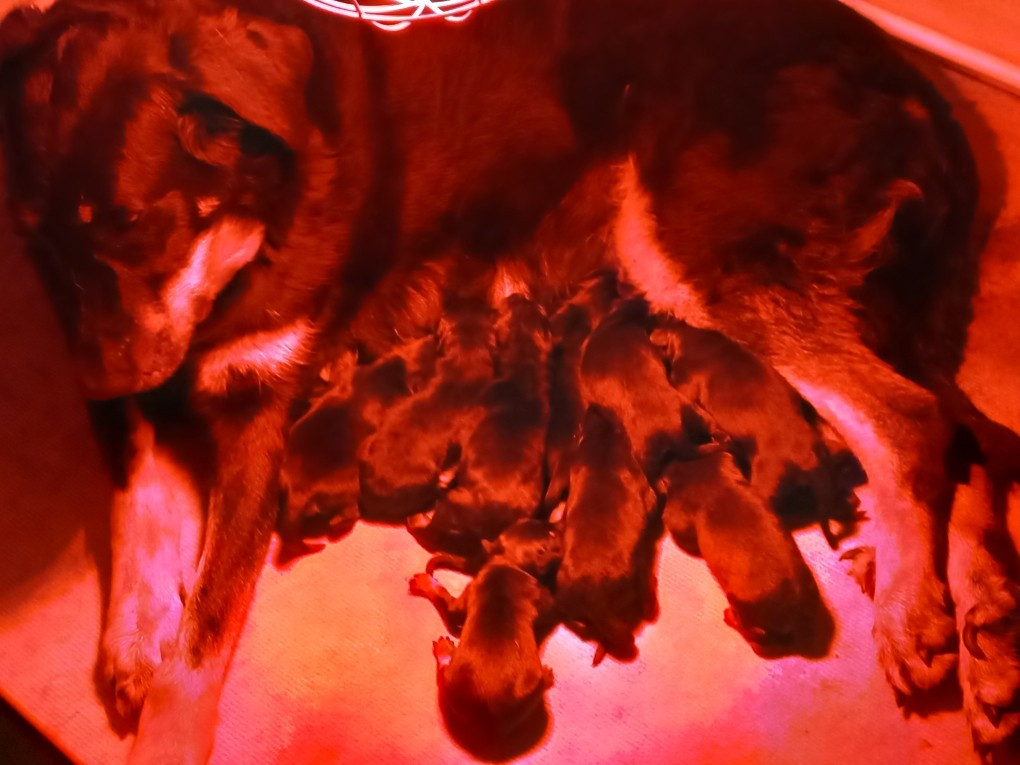 des Mille Pas de Loup - Chiots disponibles - Berger de Beauce