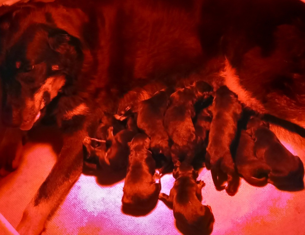 des Mille Pas de Loup - Chiots disponibles - Berger de Beauce