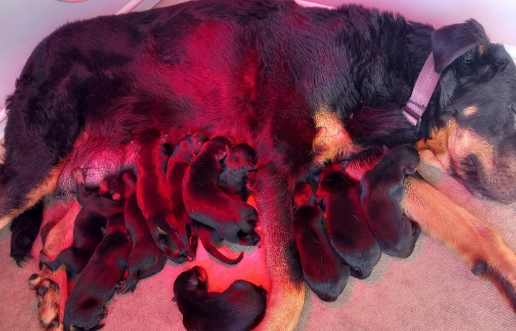 des Mille Pas de Loup - Chiots disponibles - Berger de Beauce